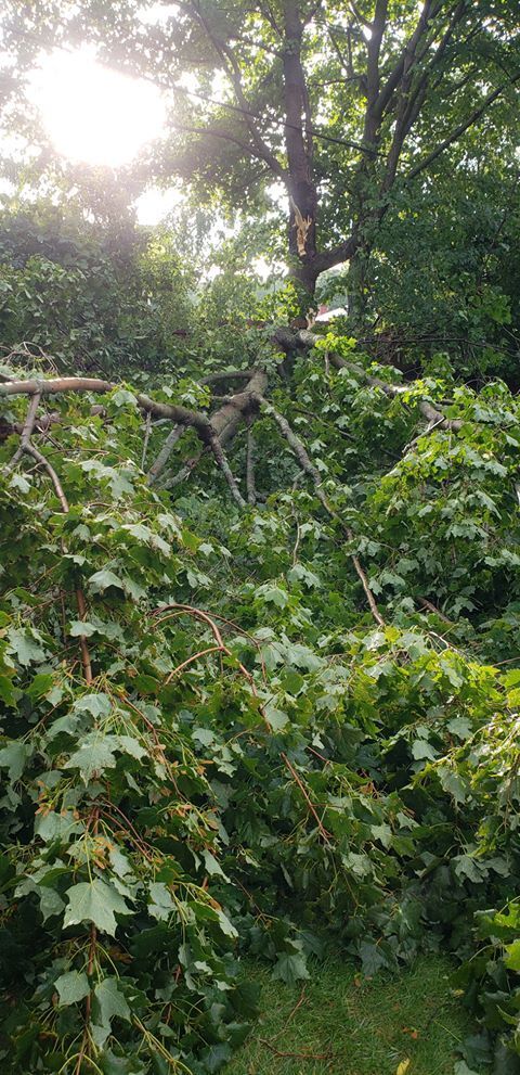 Tree limbs down near West Boulevard